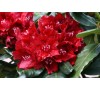 Рододендрон Черри Кисс (Cherry Kiss) С2